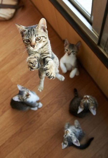 Немного милоты