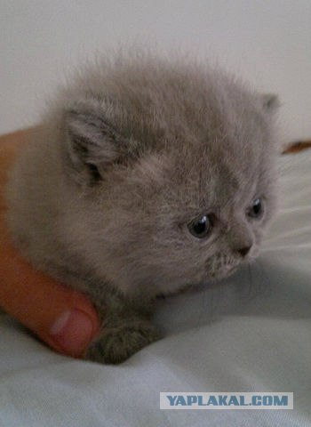 Котовторник 22.11.11