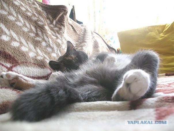 Котовторник 22.05.2012