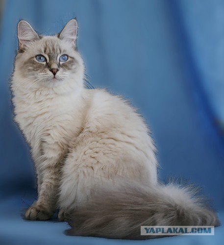 Котовторник 07.08.2012