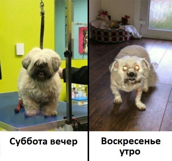 Милые животные. Мимиметр сломался
