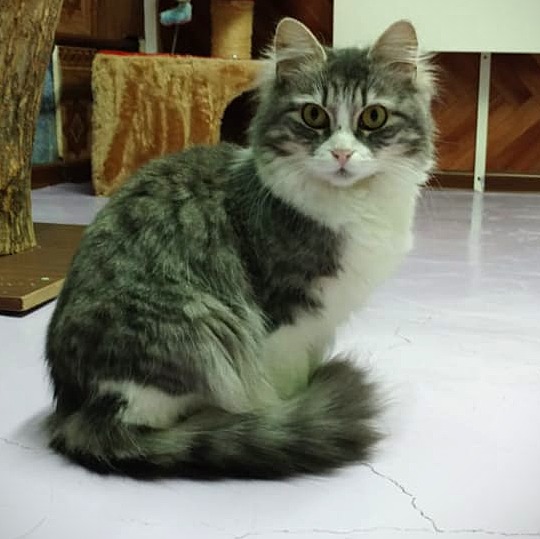 Забавные фото котеек