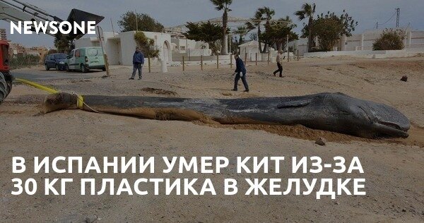 Экологическая катастрофа: Животы большинства китов забиты пластиком