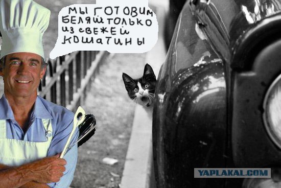 Фотожаба: Кот