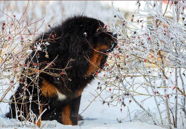 Эти забавные животные