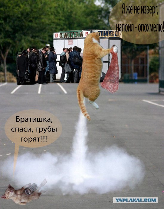 Кот - космонавт