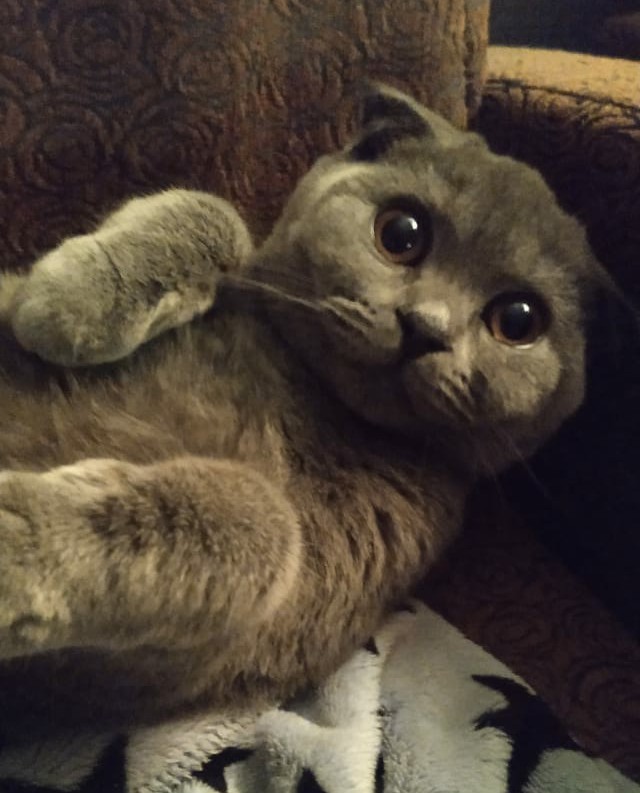 Котовторник 13.10.2020