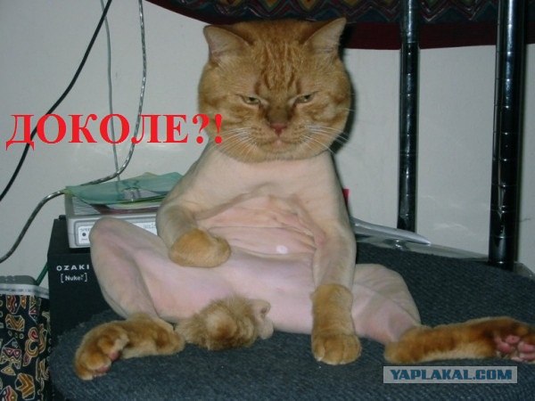 Не впускайте кота в парикхмахерскую)))