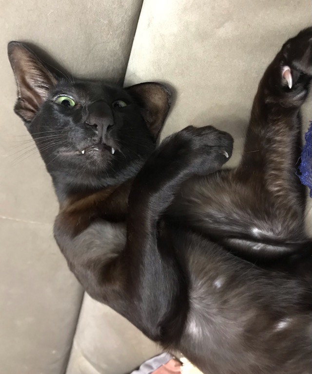 Котовторнику быть!