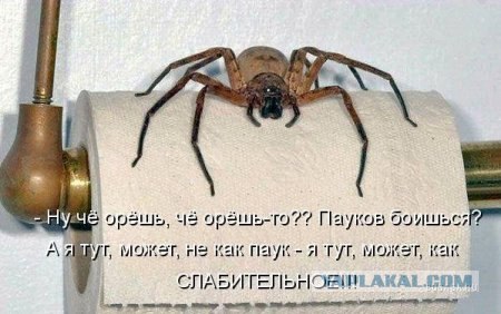 Паучок