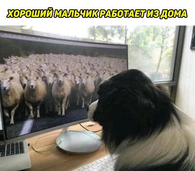 Весёлый полтишок 30.03