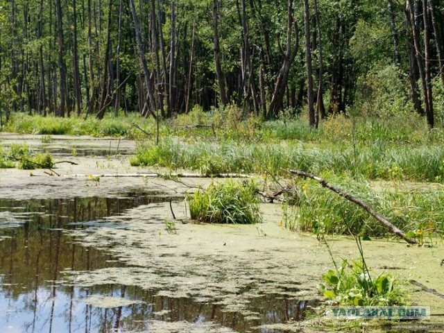 В Черном море уже сосредоточенно 11 больших десантных кораблей и 8 десантных катеров