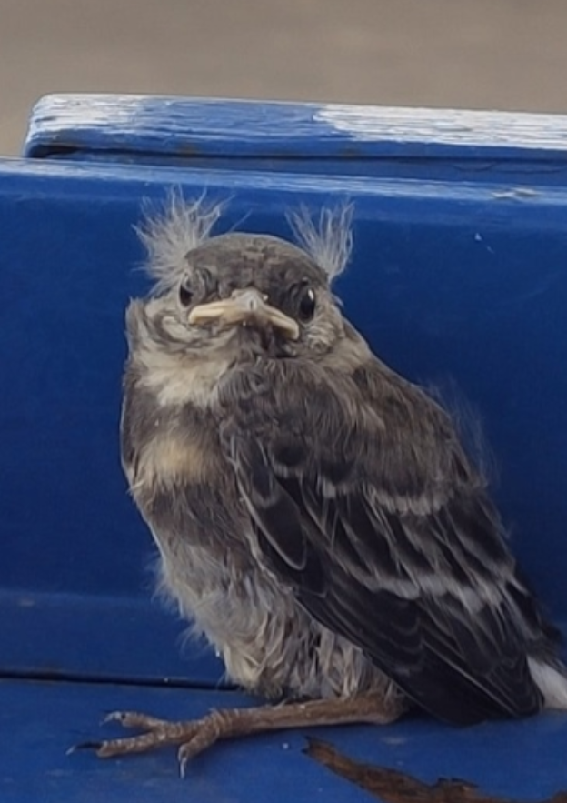 Откуда такие олени берутся?