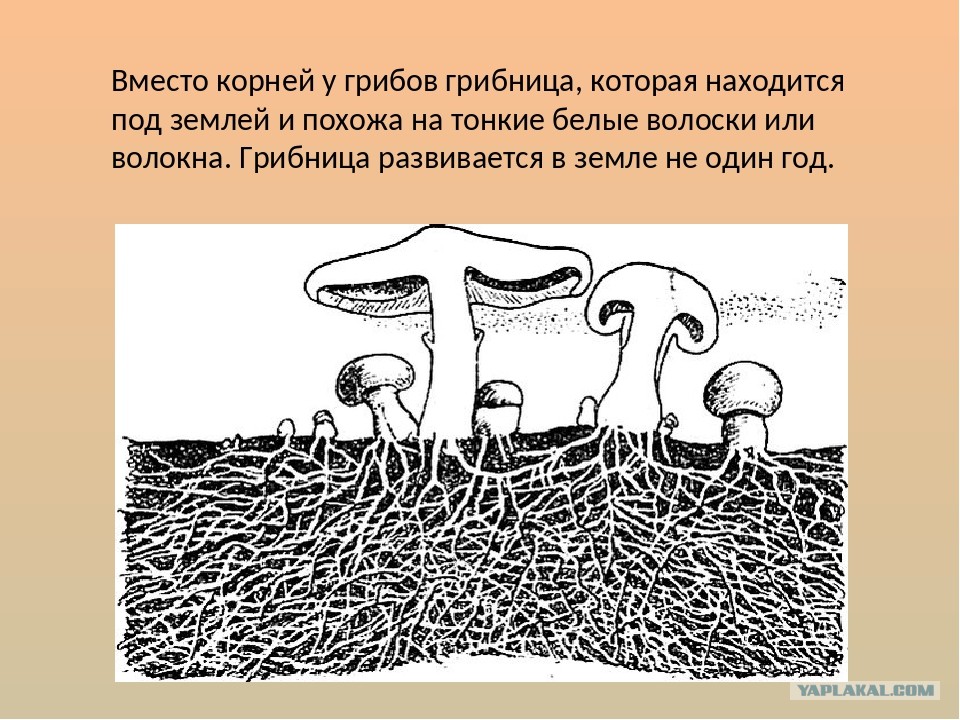 У некоторых грибов нити грибницы представляют собой. Грибница мицелий. Корни грибов мицелий. Корень гриба. Грибница корни.