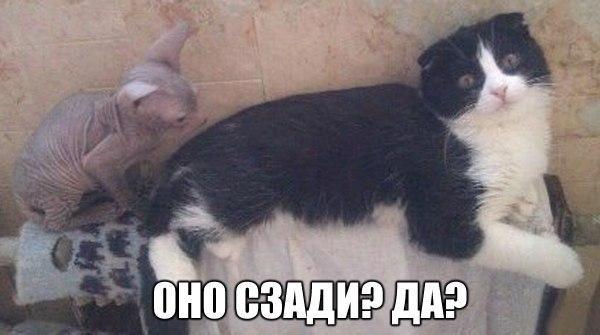 Так себе картинки 21.11.21