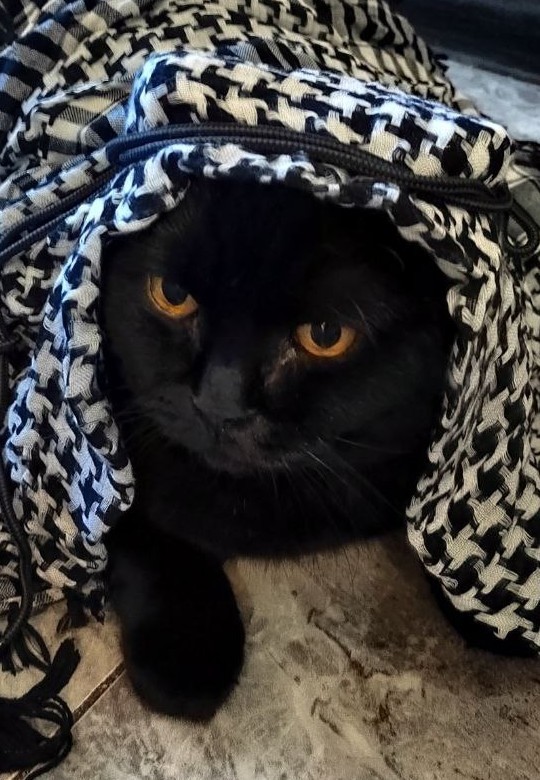 Шейх Котара