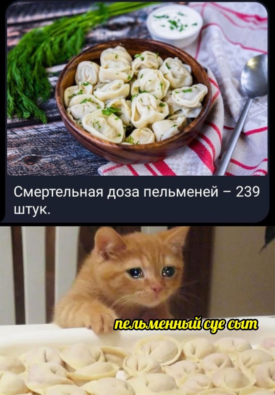 Весёлый полтишок 02.11.22