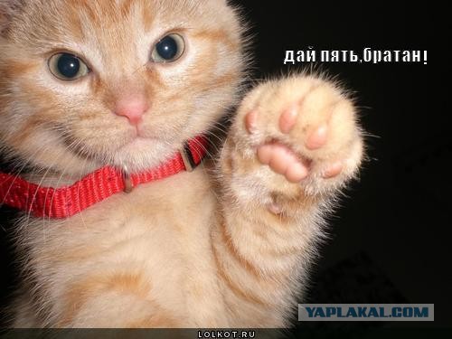 Дружелюбный кот