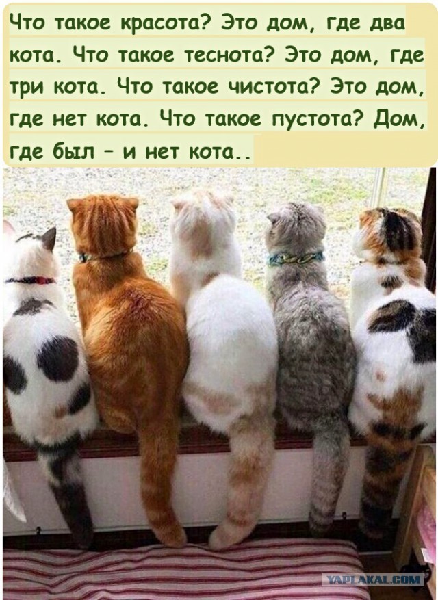 Европейский лесной кот