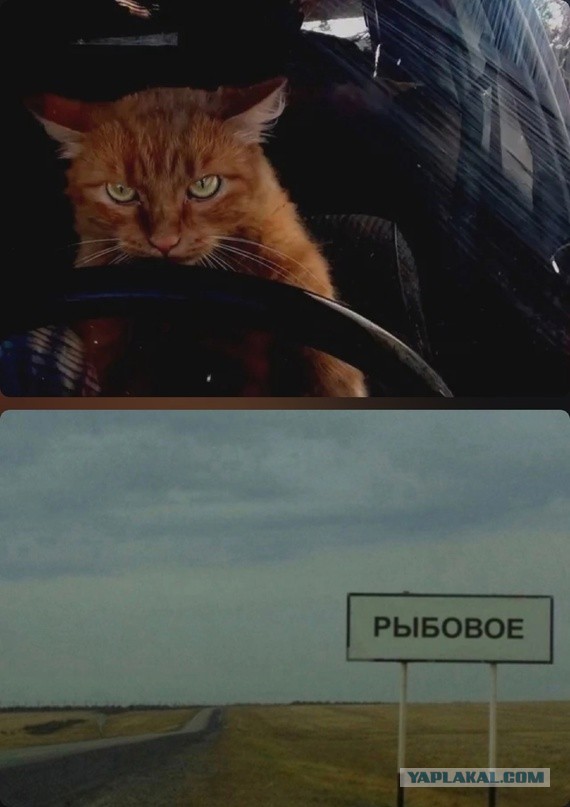 Очень производственные коты