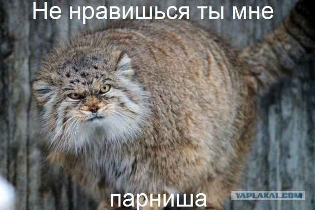 Погладь манула! Погладь манула сцуко!