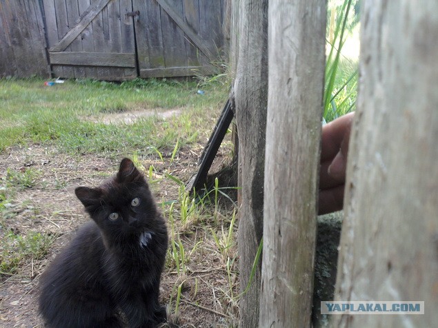 Котовторник 21.05.2013