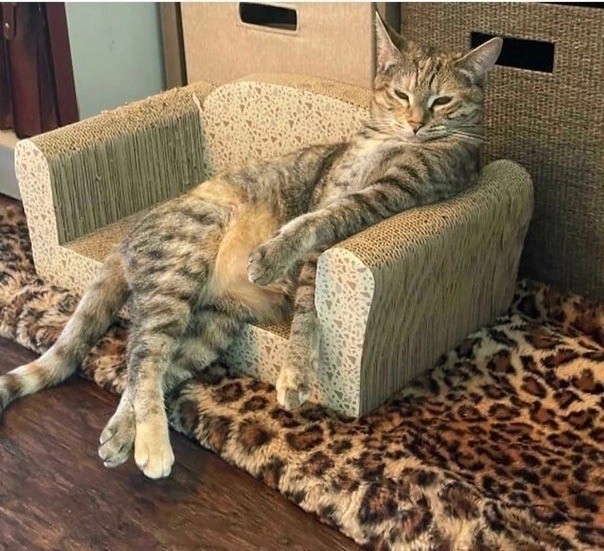 Котовтоник в картинках