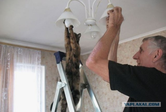 Наглое бабьё