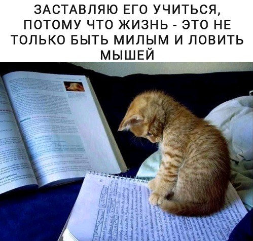 К котовторнику: подборка картинок-баянов с котиками и про котиков. Выпуск 17