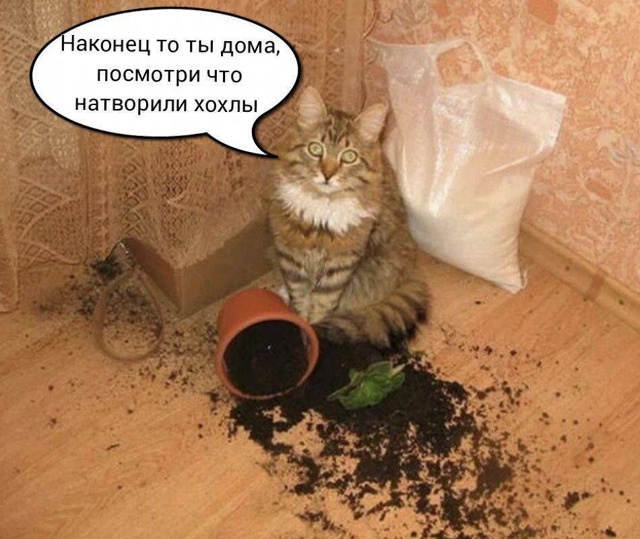 Одна девочка не любила молочную пенку...