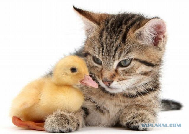 Позитивный утёнок