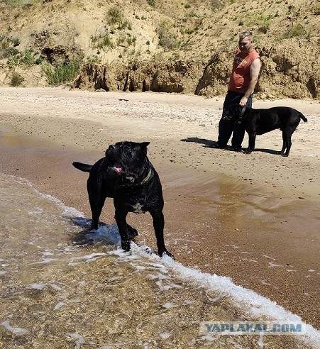 Кота могут арестовать и продать за долги хозяина