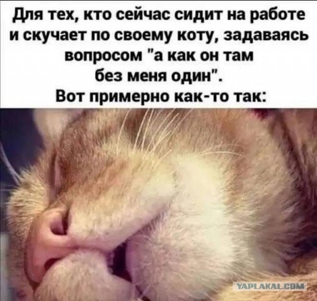 Девушка задержалась на работе до ночи, и решила посмотреть по камере, как там её кот