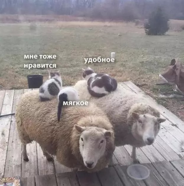 Картиночки, баянчики 18 июня