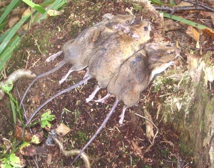 Пневматические винтовки