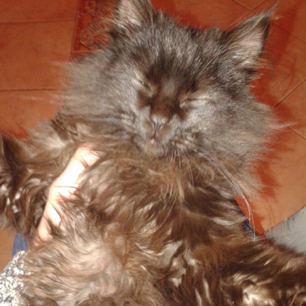 Котовторник 04.03.2014