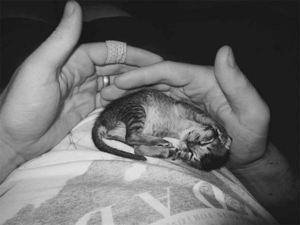 Про котенка. Грустная история.