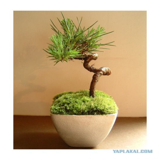 Могучие, многолетние деревья.