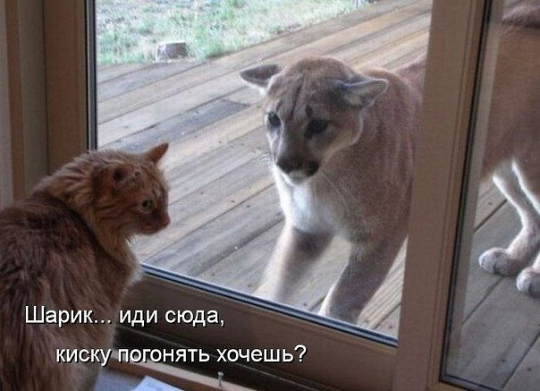 Комментарии из сети