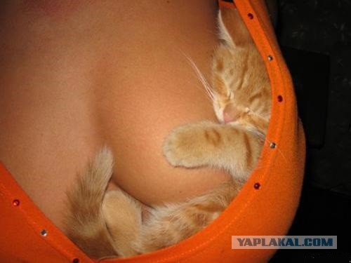 ЯП авторитетнее Газета.ру