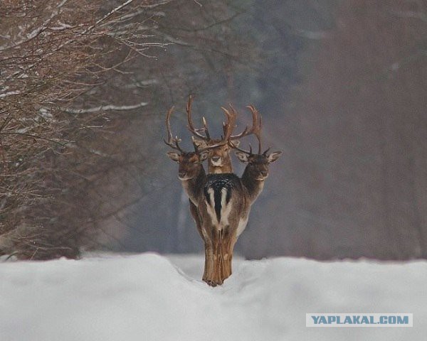 Самый правильный ракурс