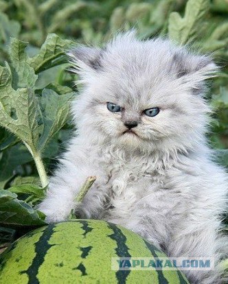 Обидчик компота