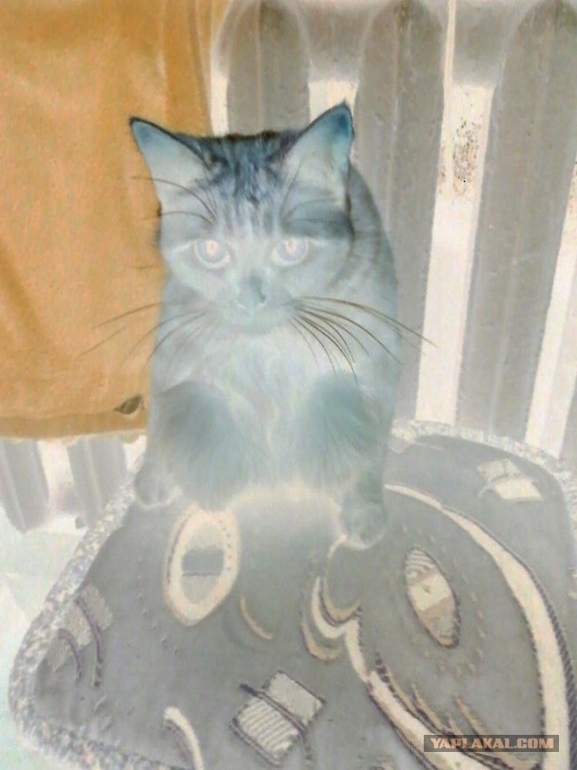 Моя кошка гопник!