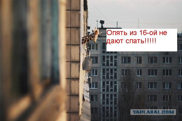 Любопытные соседи