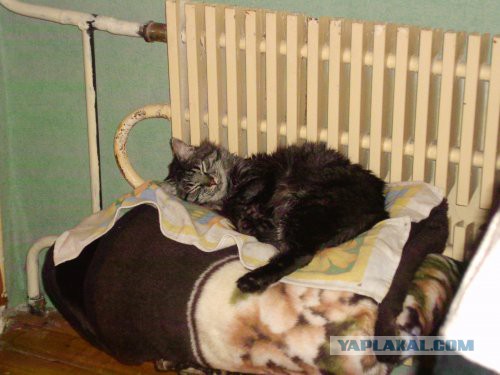 Мой кот. Без политики