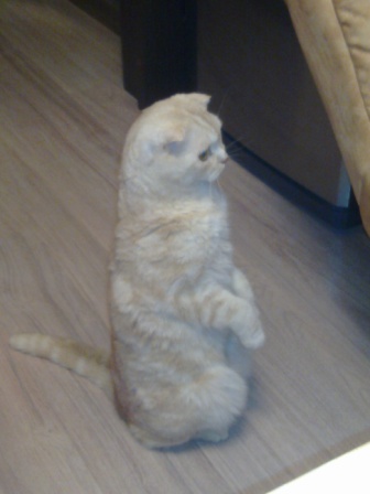 Котовторник