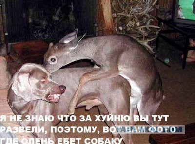 10 причин завести собаку