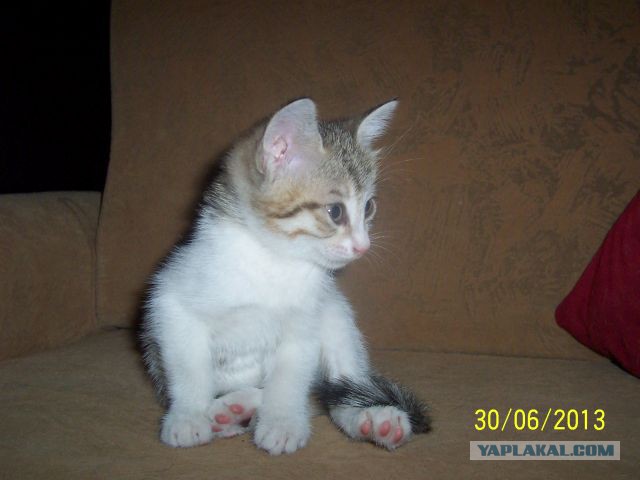 Котовторник