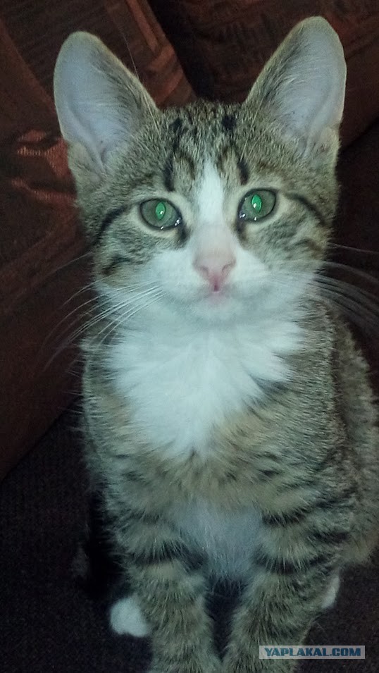 Коты, они - как люди!