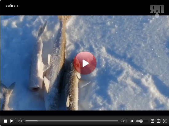 Всю рыбу распугал!